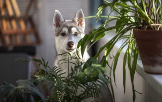 3 Pet-Friendly Houseplants to Grow BML Wealth Management